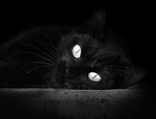 世界排名争夺战之夜，文班亚马惊艳四座，篮球新星照亮全球舞台