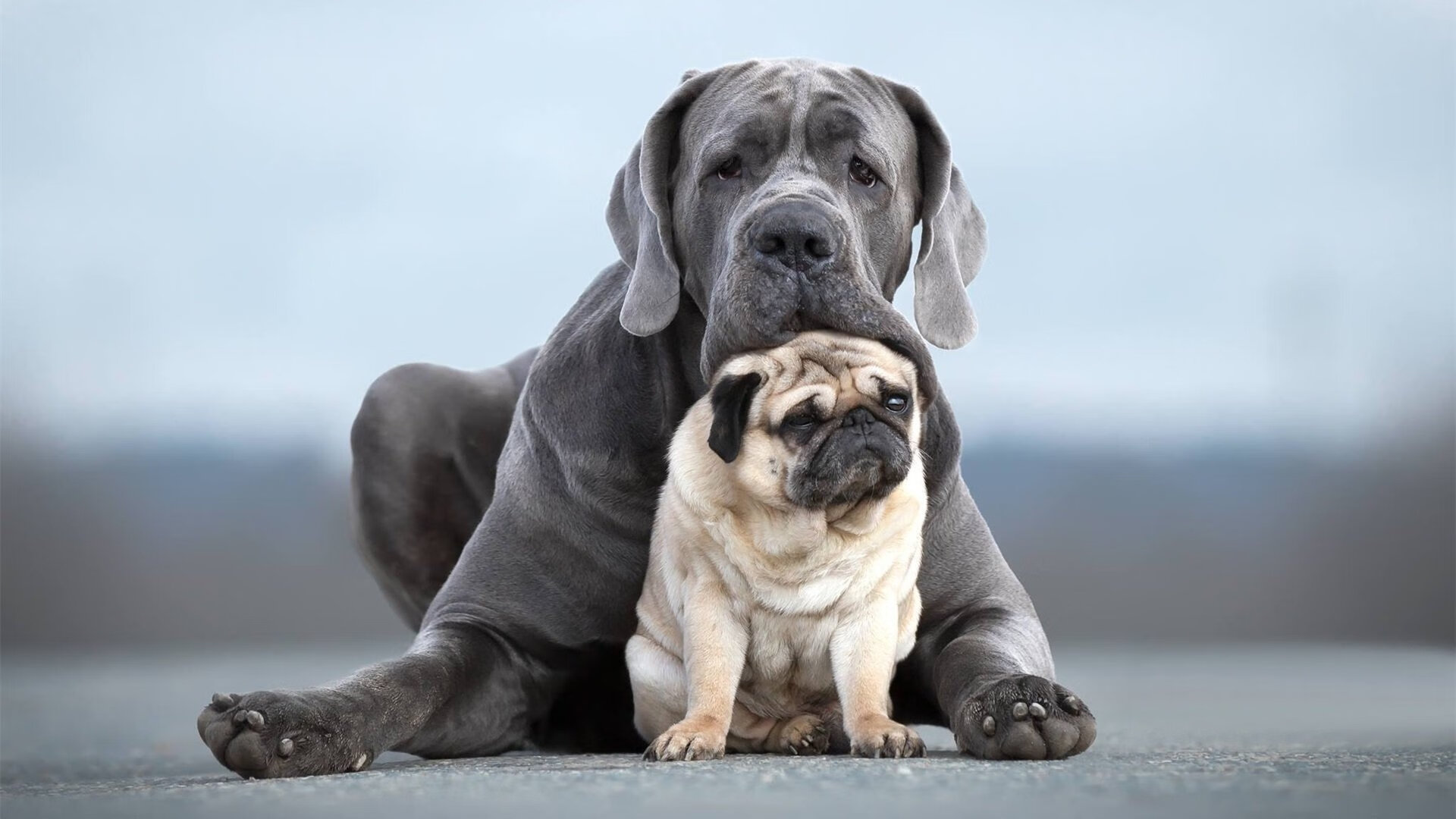 开云APP-体育双星辉映，NBA季后赛焦点战激战正酣，曼联一波带走突尼斯彰显豪门风范