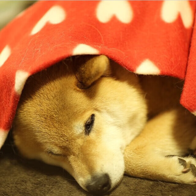 开云体育入口-街道轰鸣声中，东契奇在另一个赛场写下传奇