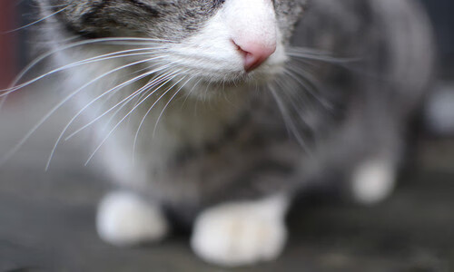 开云体育app-撕裂之城铸铁血，开拓者鏖战破公牛—记一场载入史册的总决赛硬仗