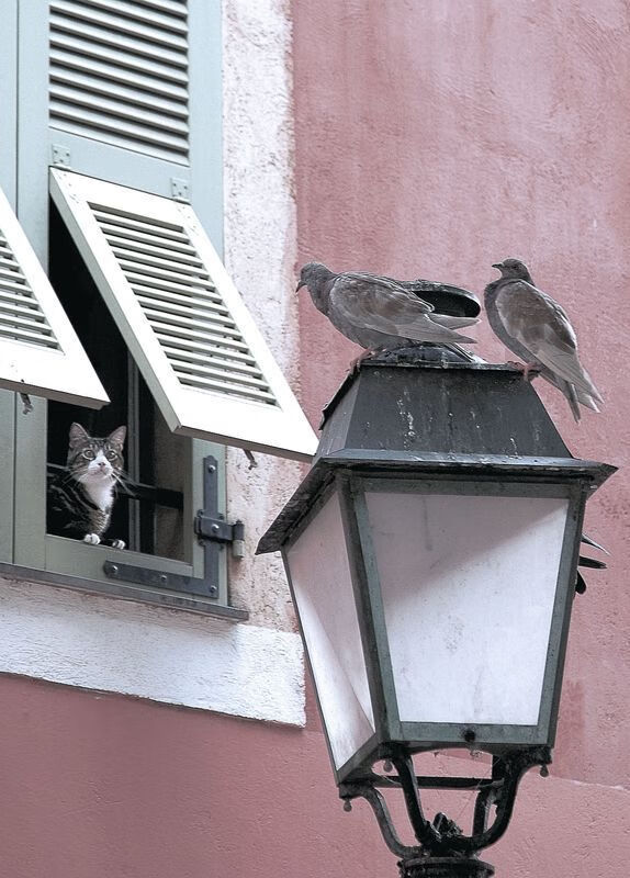 火箭压制勇士，范弗利特关键先生闪耀