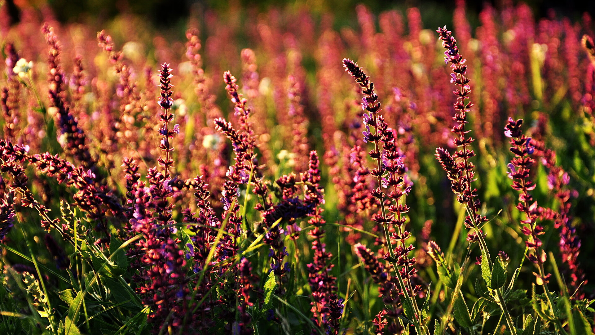 梅西神勇摧毁防线，波兰加时力克德国—绿茵场上的双重传奇
