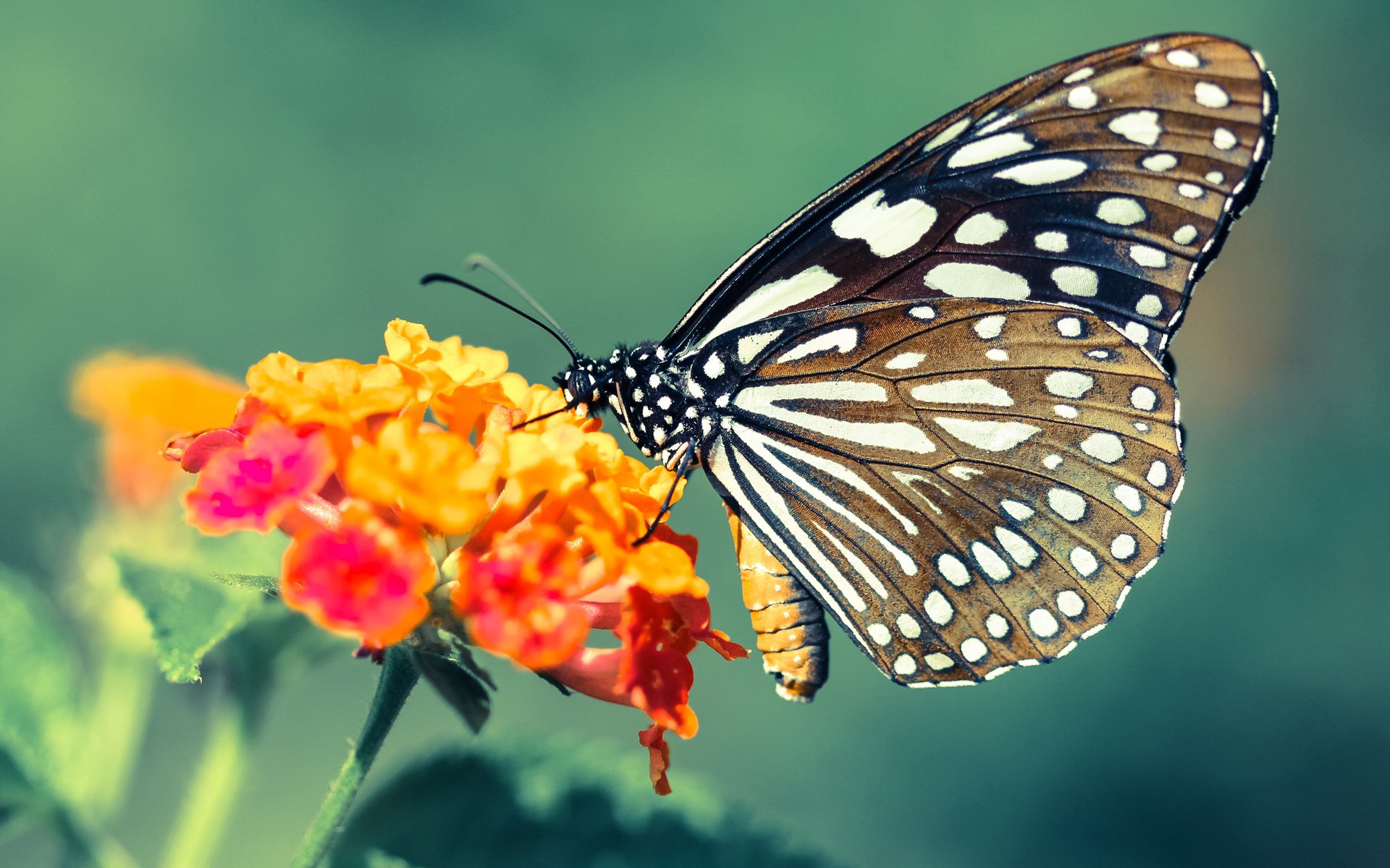 开云体育-恩佐主宰全场，卡塔尔爆冷淘汰曼联，改写足球历史
