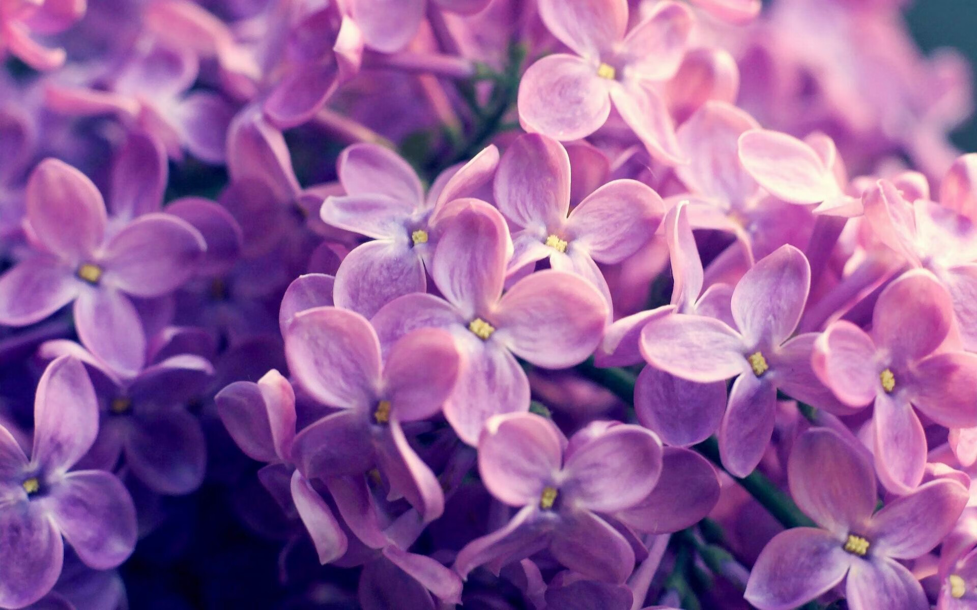 开云体育官方网站-足球双雄，C罗带队取胜展领袖风范，塞内加尔压制伊朗显团队威力