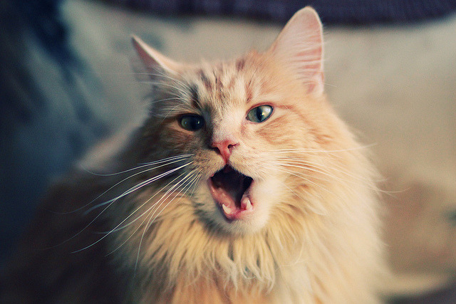 夜幕下的王者,贝恩国家德比压制级演出颠覆秩序