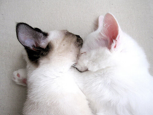 少年屠龙记，巴萨雏凤加维，贝蒂斯赛场绞杀阿根廷群星