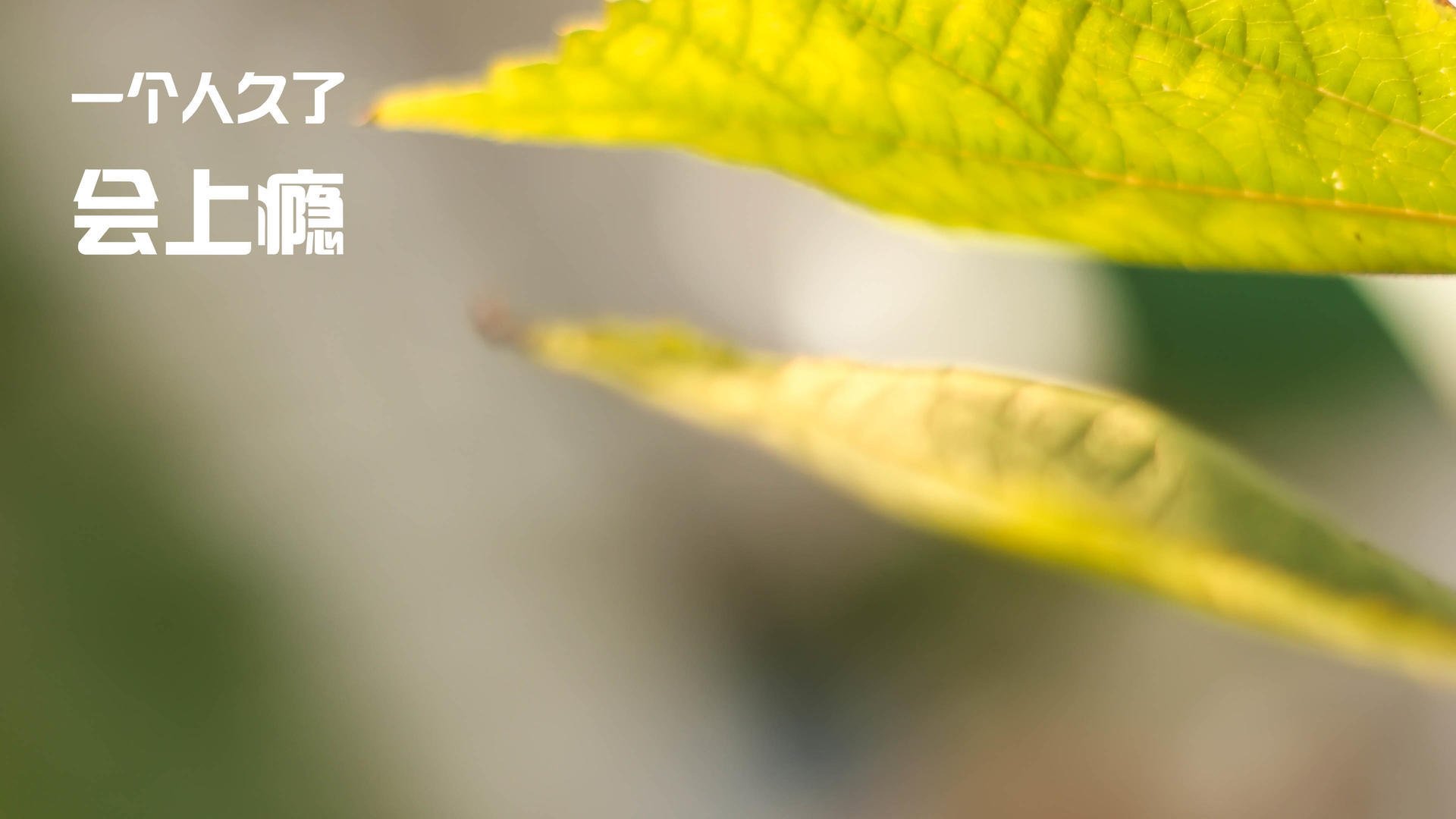 开云体育官方网站-意甲焦点夜，戈麦斯一剑封喉，彰显真核价值