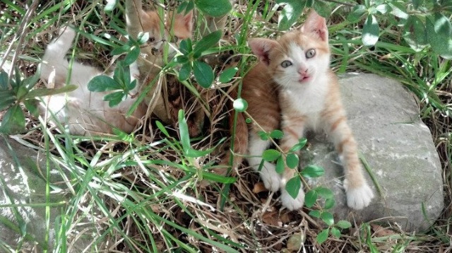 马拉卡纳绞肉机，奥运前哨战，阿根廷强行终结喀麦隆的最后一舞