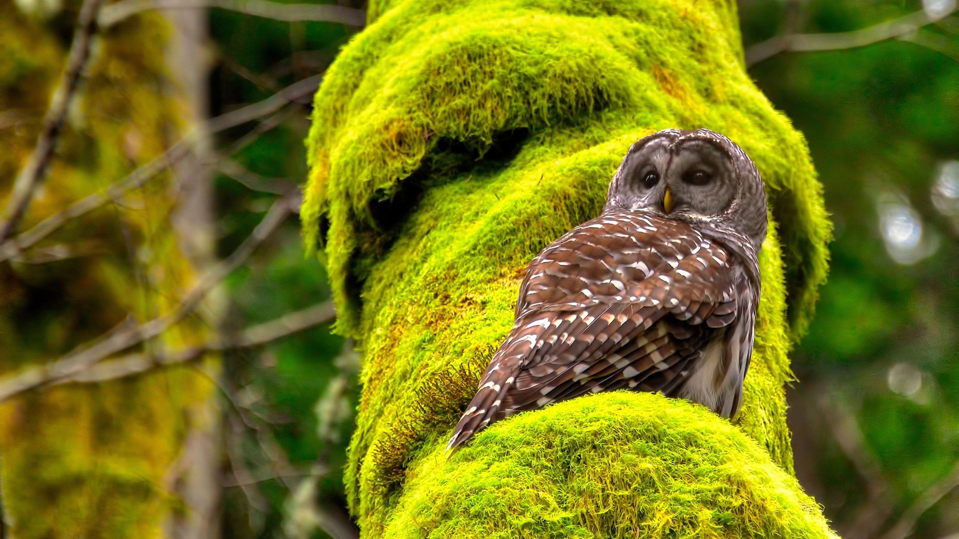 开云下载-意甲星夜绝杀，保罗一剑定乾坤