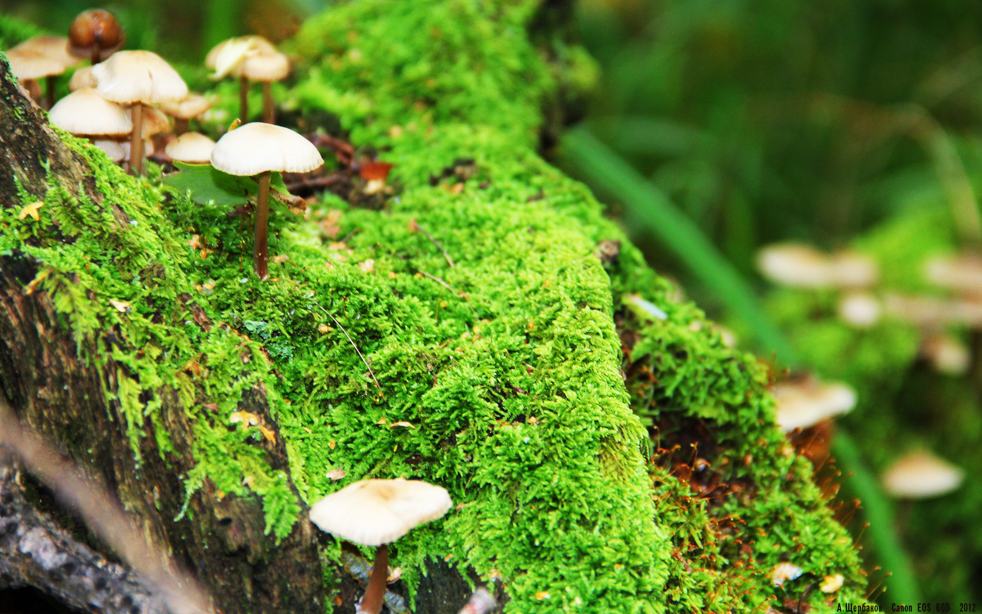 开云体育在线-刺穿快船最后防线，拉文如何成为爵士的逆转谜题？