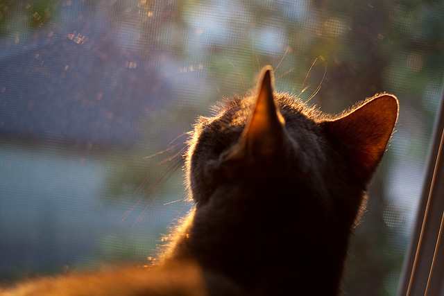 开云体育在线-足球场上的瑞士军刀与篮球场上的斗牛士，体育精神的跨界交响