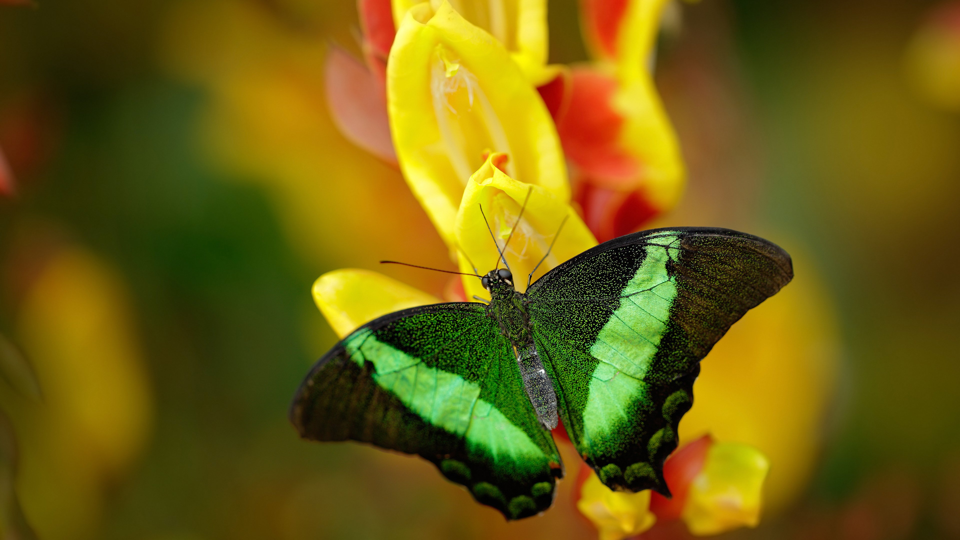 开云体育app-当神话照进现实，从巴雷拉的指尖到希腊的绿茵场，宿命如何被击碎？