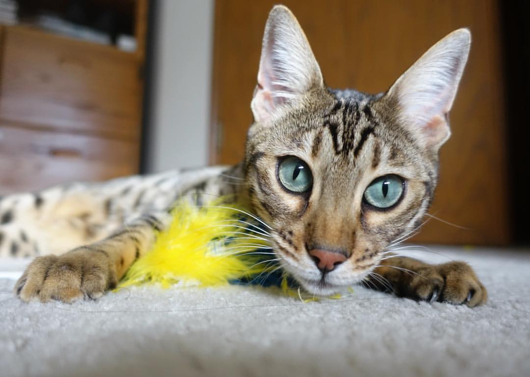 开云体育下载-暗夜极速与金色秒针，当霍勒迪的制胜球划过F1新赛季的夜空