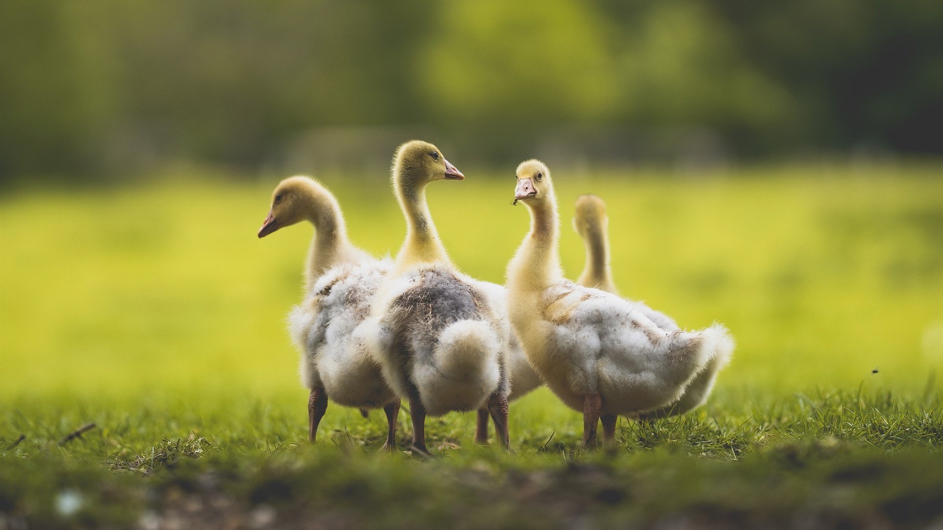 开云体育在线-帕尔默的荣耀时刻，绝地反击引领新西兰创造历史，尼日利亚在悬崖边轰然倒下