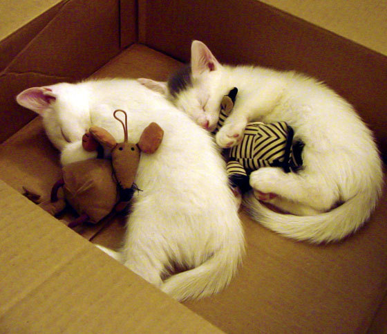 孤胆英雄法比尼奥,抢七终场哨响前,他一人逆转了整个欧洲篮球的剧本