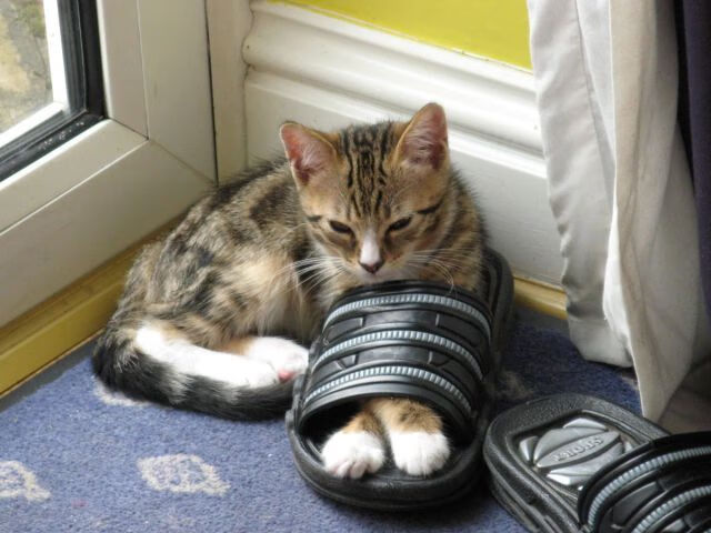 开云体育官方网站-伊萨克，圣西罗新王加冕夜，他用肩膀扛起AC米兰的未来