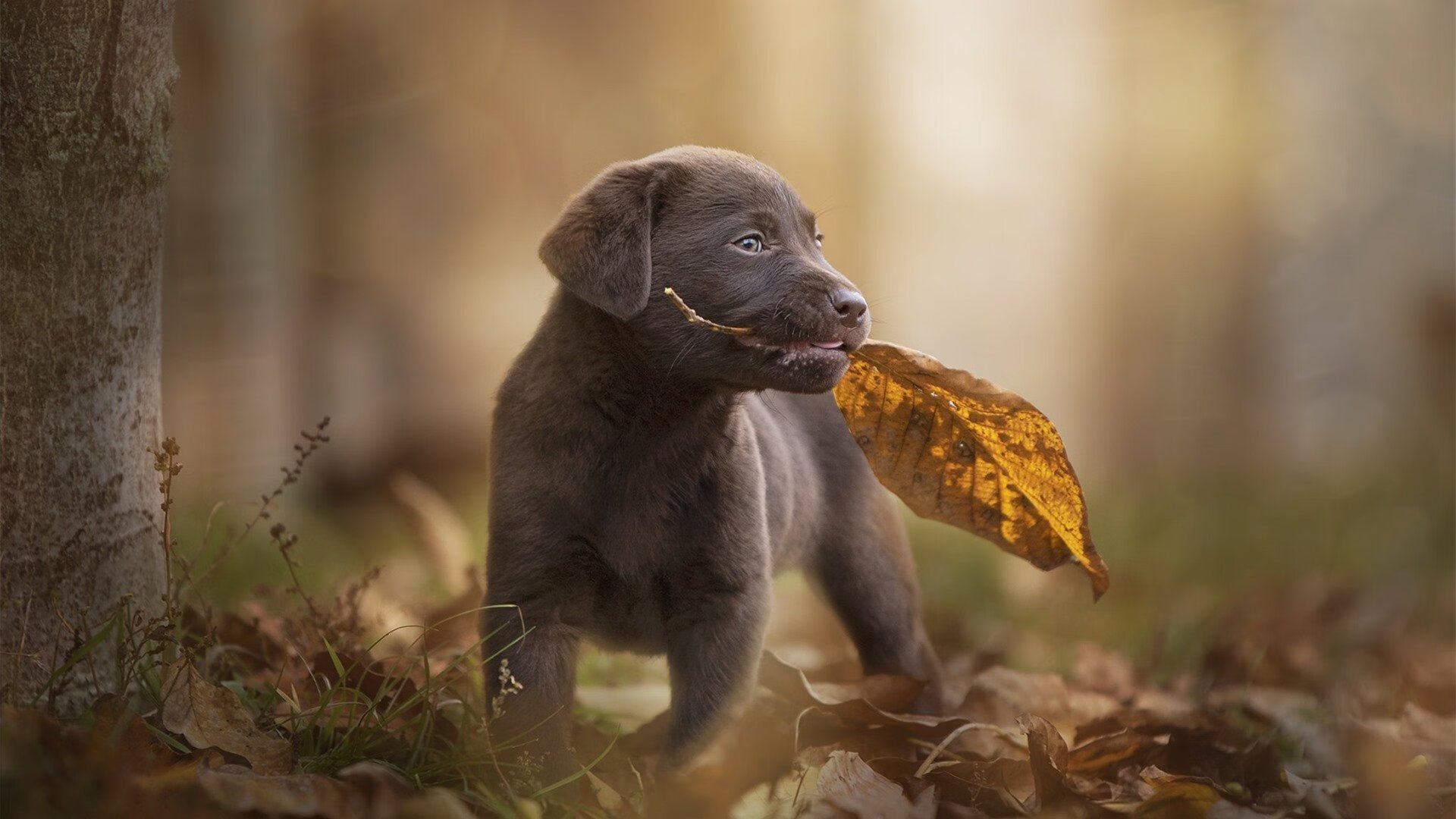 NBA季后赛之夜，卡马文加，那沉默的执剑者