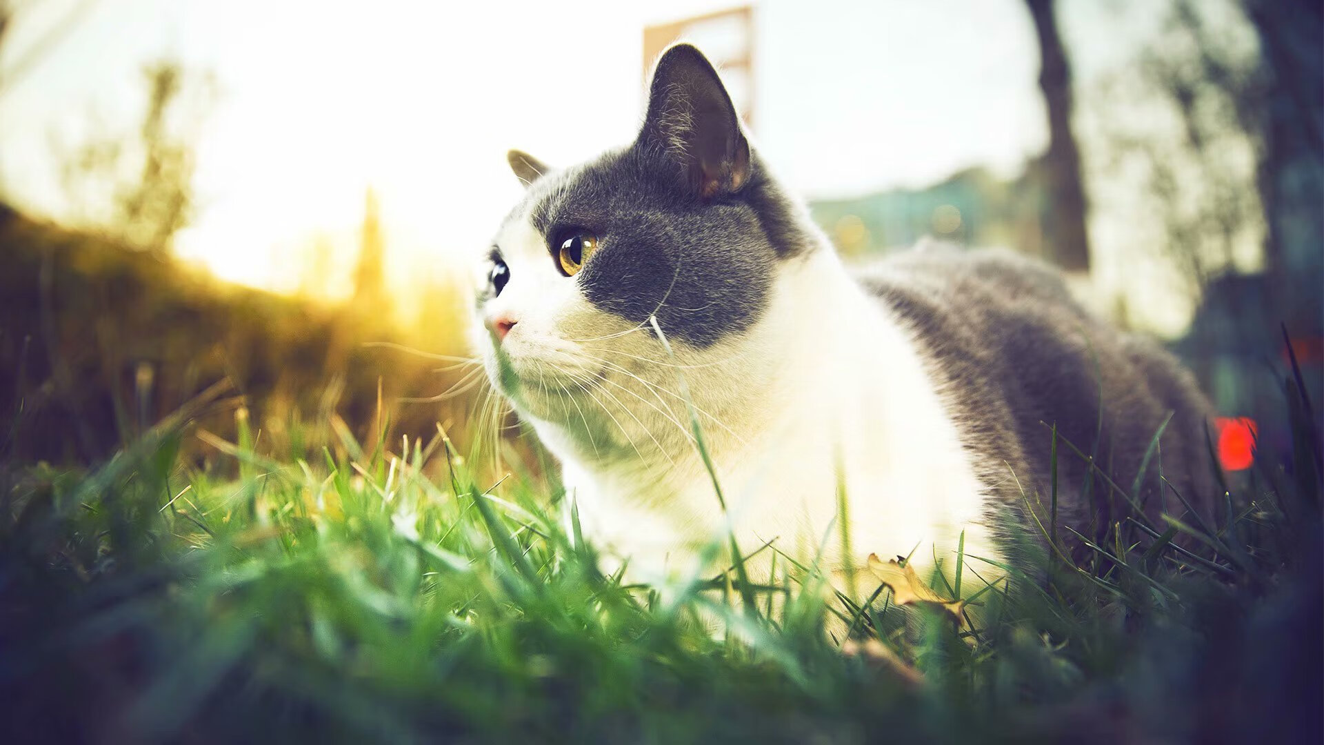 东决关键战焦点对决,马刺争冠路上力克76人,闪耀胜利之光