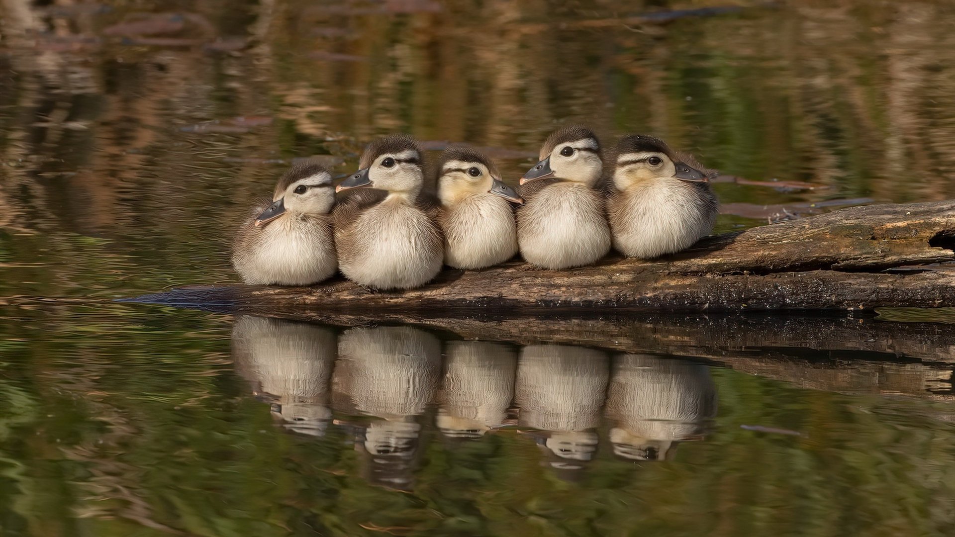 开云体育APP下载-马丁内利闪电三连击，勒沃库森提前打卡让牙买加悬念蒸发